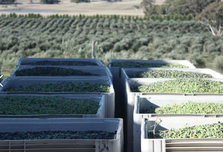 The olives Harvest